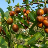 Džem od unabija (zizizfus): prednosti + recepti